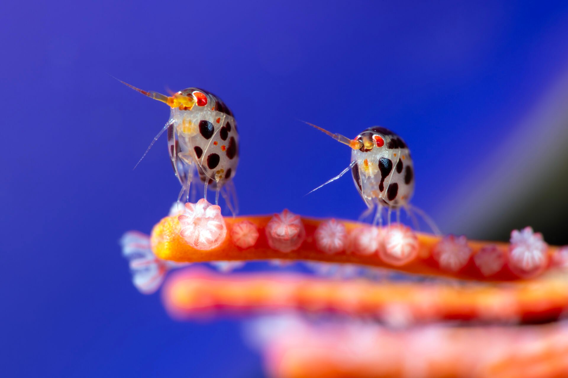 صورة ماكر لاثنين من مزدوجات الأرجل من عائلة Cyproideidae على مرجان